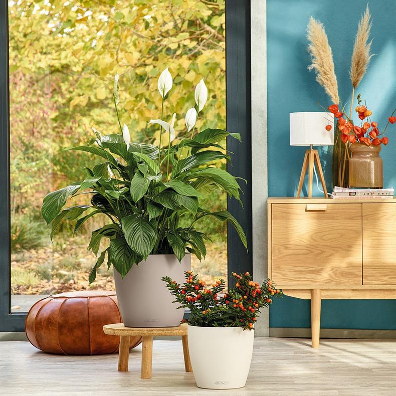 le_classico-color28_product_addi_05